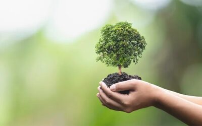 How to make your business ‘go green’ in 2021